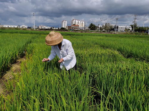 湖北種業專家在海南召開了這場會議 討論了一個大問題