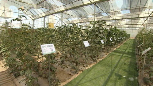 張鴻檢查指導(dǎo)第三屆酒泉現(xiàn)代種業(yè)博覽會暨特色農(nóng)產(chǎn)品推介會籌備情況