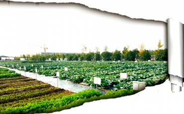 濟南全力打造&ldquo;北方種業之都&rdquo;城市名片