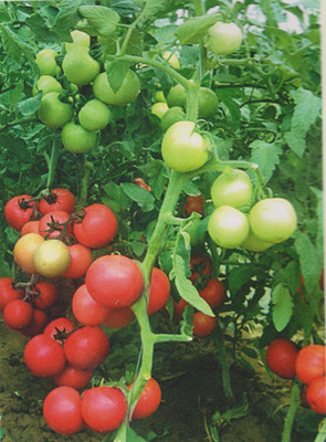 供應(yīng)精棚紅麗-番茄種子,西安市群興種業(yè)有限責任公司, 中國蔬菜網(wǎng)產(chǎn)品庫