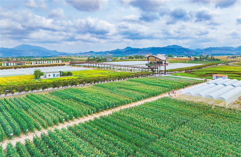 海墾集團堅持“項目為王”，多舉措推進產業升級與墾地融合