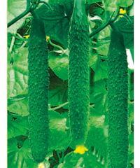 山東濰坊惠農(nóng)種業(yè) 科技興農(nóng)，良種先行——產(chǎn)品展示與種業(yè)發(fā)展新篇章