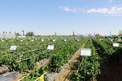 肅州 擦亮種業(yè)“金字招牌”，繪出鄉(xiāng)村振興“繽紛畫卷”